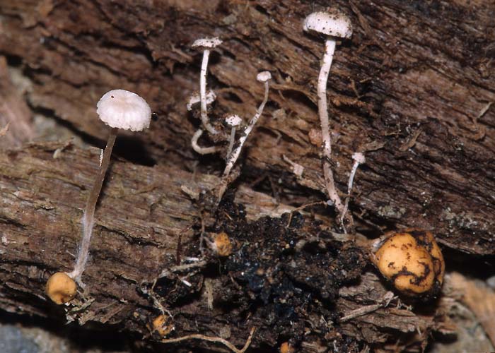 Collybia cookei